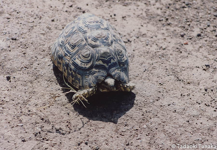 48.ヒョウモンリクガメ1