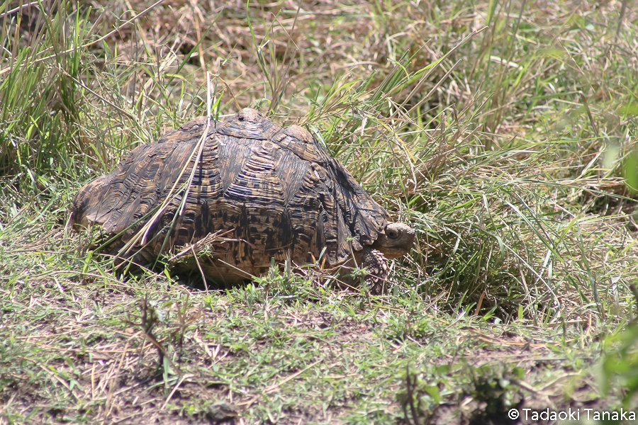 49.ヒョウモンリクガメ2